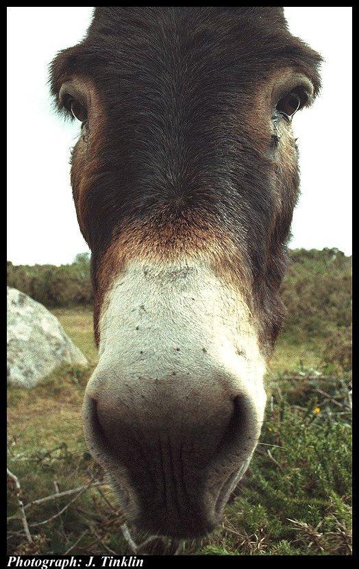 JT03654n-Donkey-face closeup.jpg