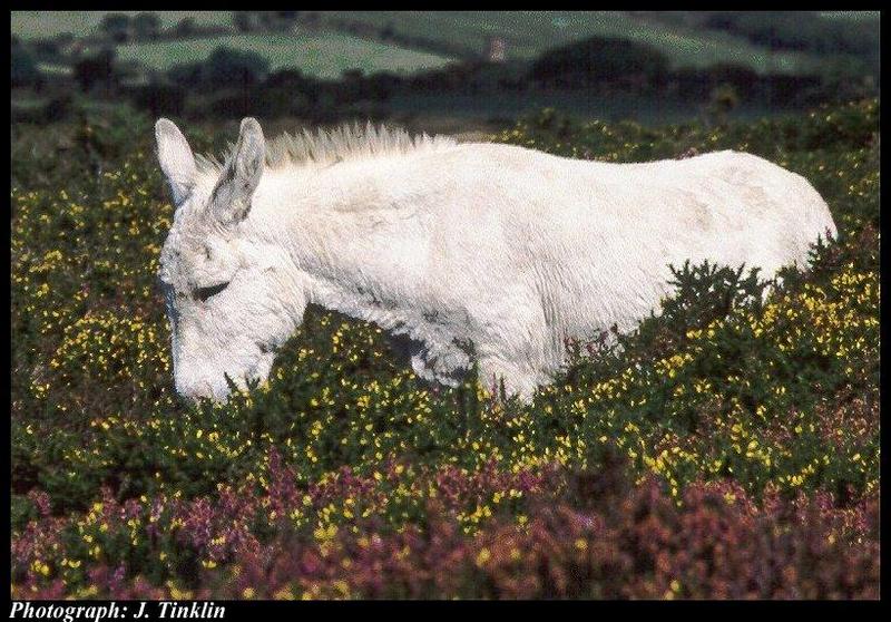 JT03658-White Donkey-in bloomed bush.jpg