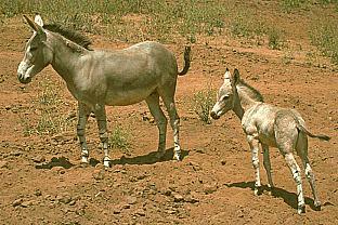 SDZ 0211-Donkeys-Mom and Baby.jpg