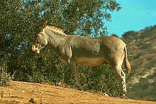 SDZ 0216-Donkey.jpg