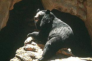 SDZ 0058-Black Bear-On Rock.jpg