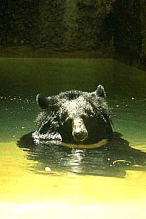SDZ 0060-Black Bear-Swimming.jpg