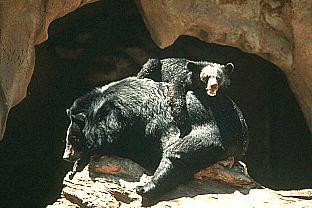 SDZ 0061-Black Bears-Mom and Baby-On Back.jpg