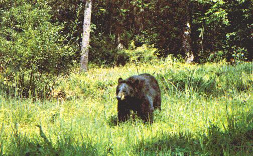 American Black Bear-on grass.jpg