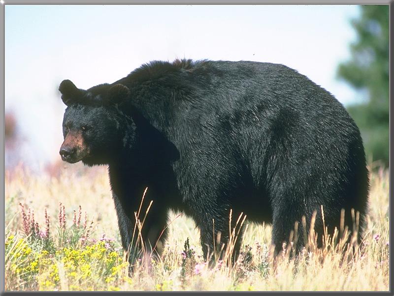 American Black Bear 07-Closeup on Grass.jpg