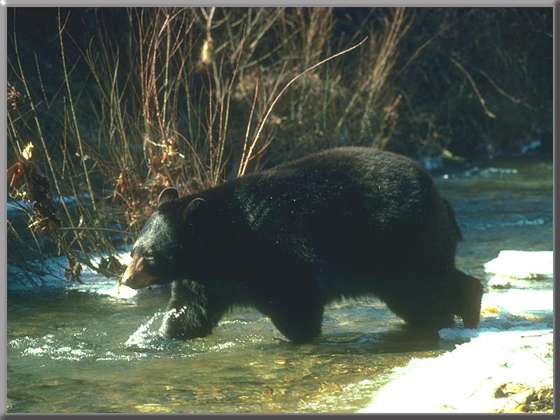 American Black Bear 11-Crossing Winter Stream.jpg