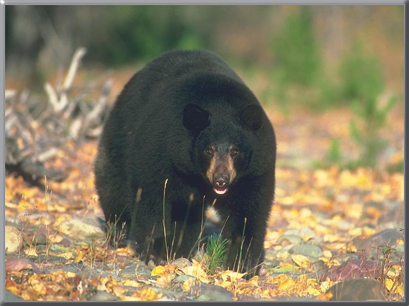 American Black Bear 22-Closeup on Pebbles.jpg
