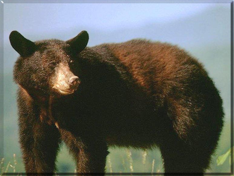 American Black Bear 35-Looks Back-Closeup.jpg