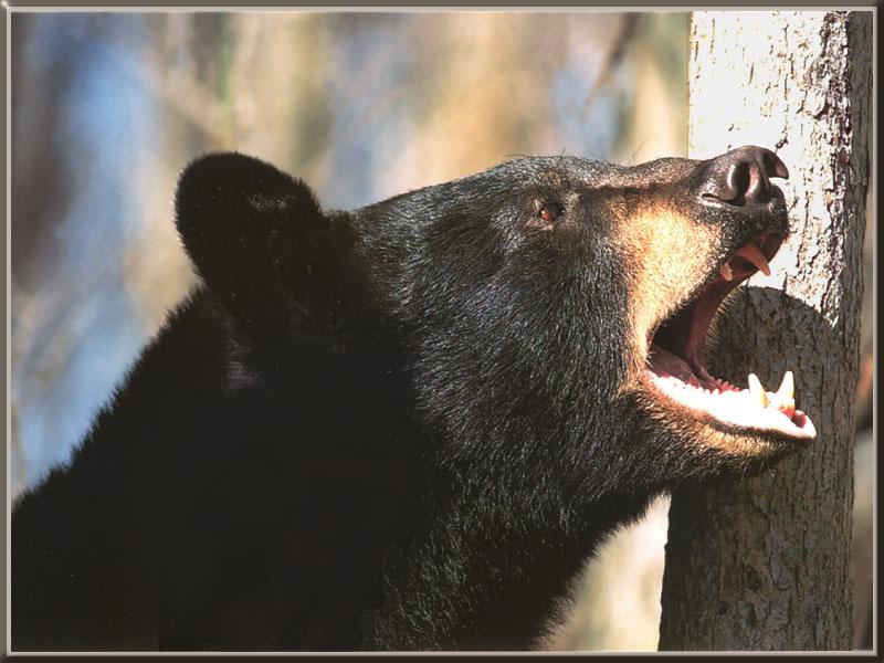 American Black Bear 51-Closeup-Head.jpg