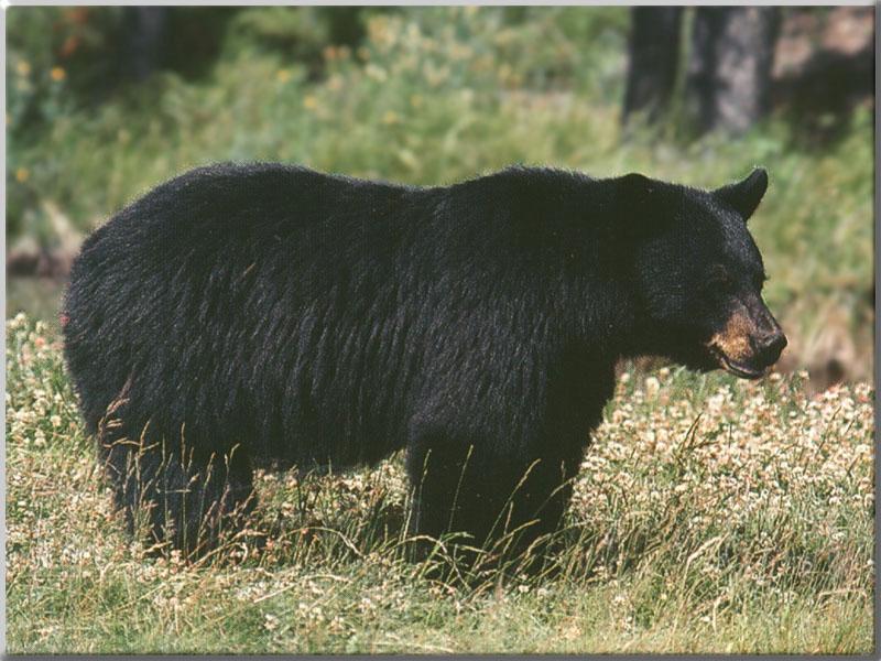 American Black Bear 53-Standing on grass.JPG