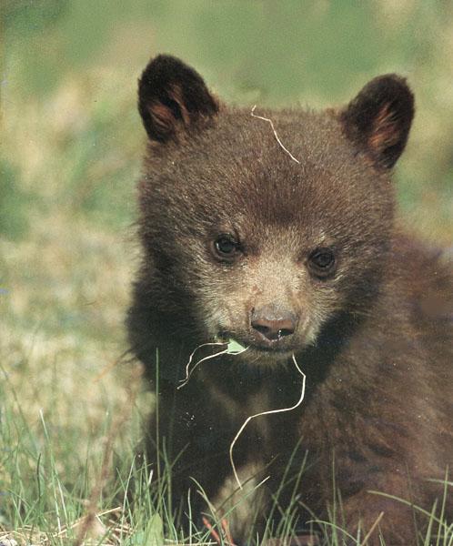 American Black Bear 55-cub closesup on grass.jpg
