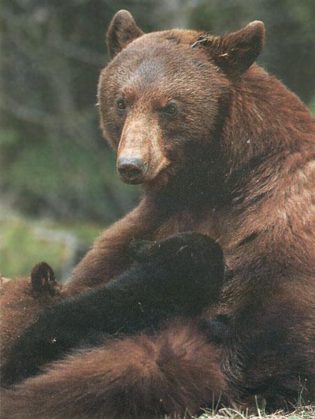 American Black Bear 58-sitting on grass-closeup.jpg