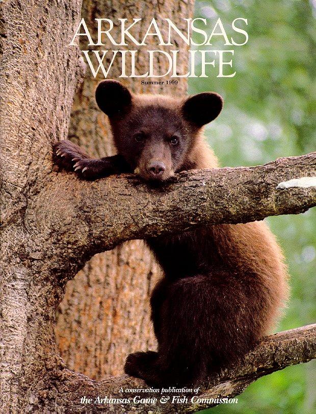 arwl303-American black bear cub-on tree.jpg
