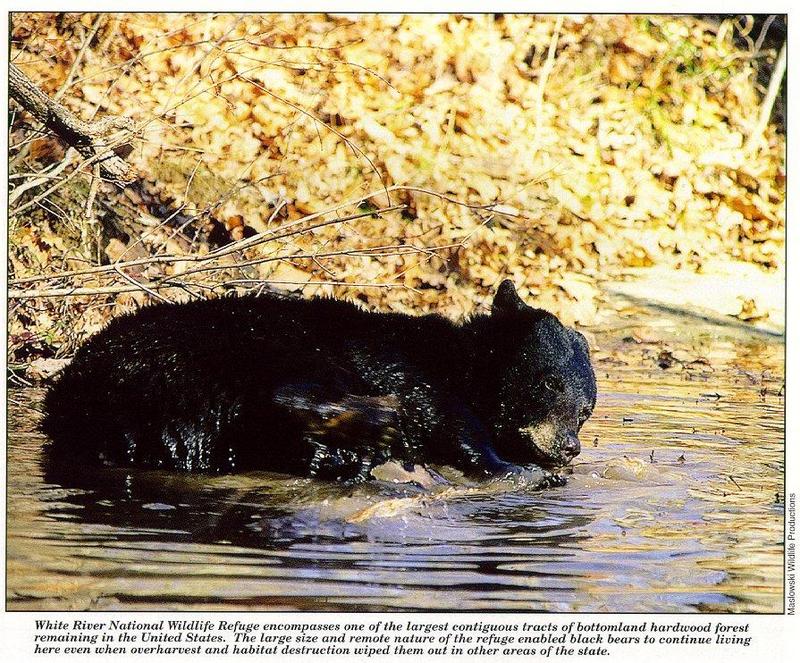 arwl303-American black bear-in water.jpg