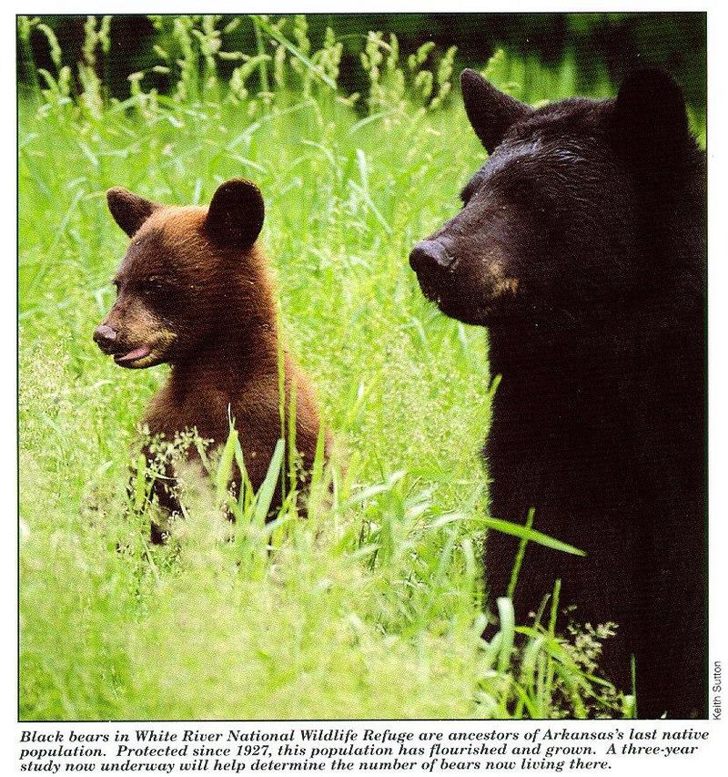 arwl303-American black bears-mom and young.jpg