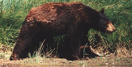 Bear 03-Aemrican Black Bear.jpg