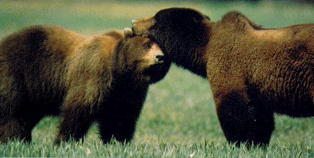 bear hug.jpg