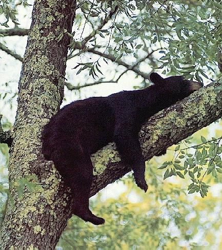 bear-nap-American Black Bear-napping on tree.jpg