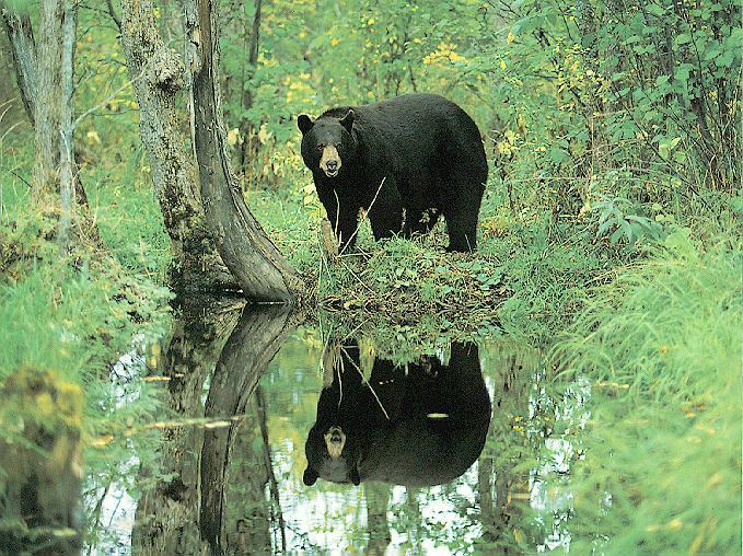 bearpool-American Black Bear-in forest pond-water mirror.jpg