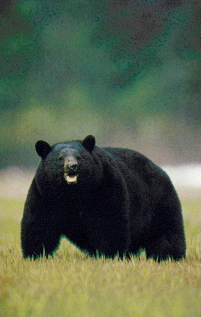 big black bear.jpg