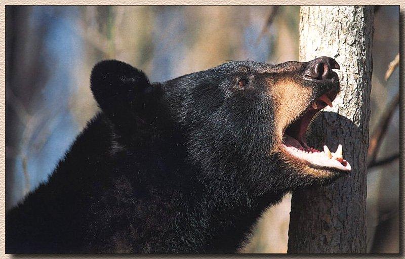 Black Bear 05-Roaring-Head Closeup.jpg