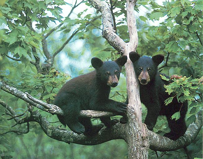 Black Bear 2 cubs-On Tree.jpg