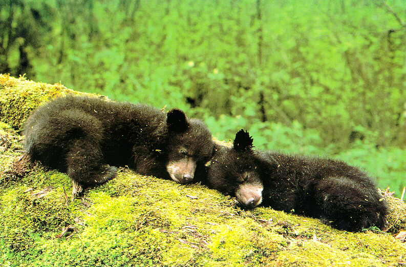 Black Bear cubs-Sleeping.jpg