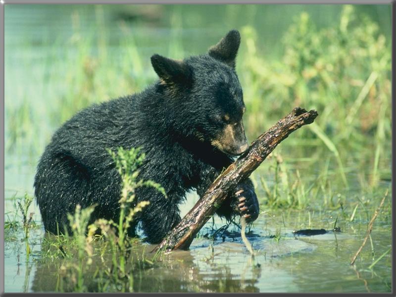 Black Bear Young-in swamp.jpg