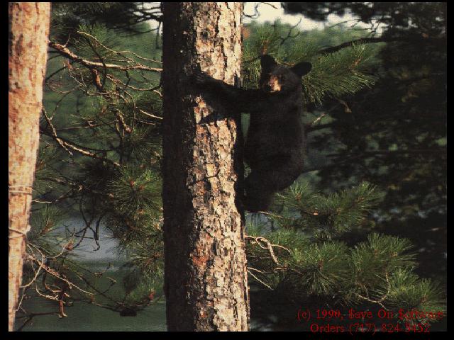 anim040-Black Bear Cub Riding Tree.jpg