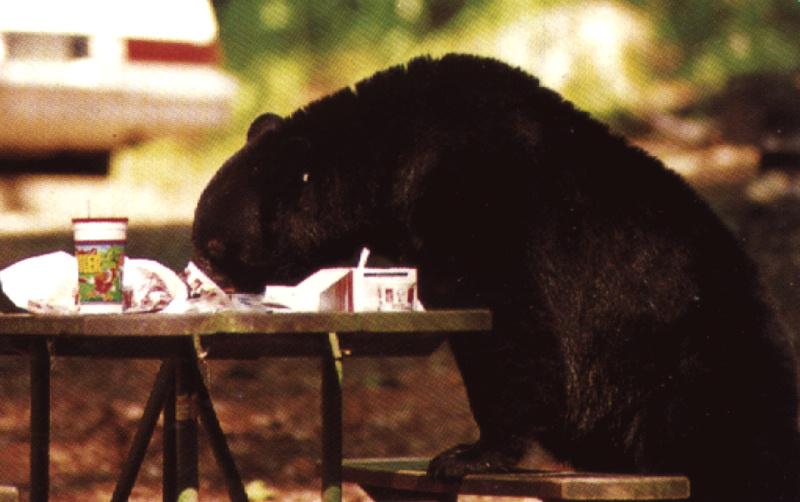 Florida-III American Black Bear-eats food.JPG
