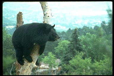 P02 088-American Black Bear-cub on tree.jpg