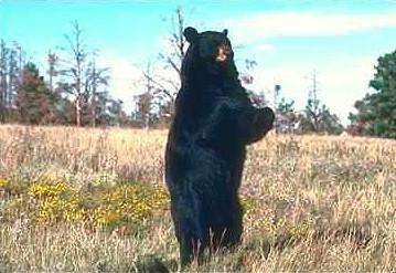 Svart Bj rn1-Eurasian Black Bear-standing.jpg