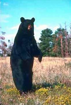 Svart Bj rn2-Eurasian Black Bear-standing.jpg