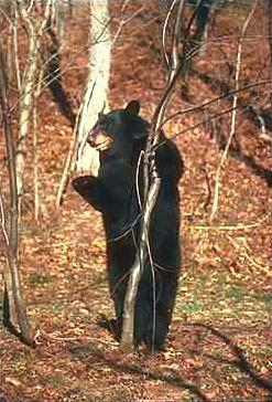 Svart Bj rn-Eurasian Black Bear-standing.jpg