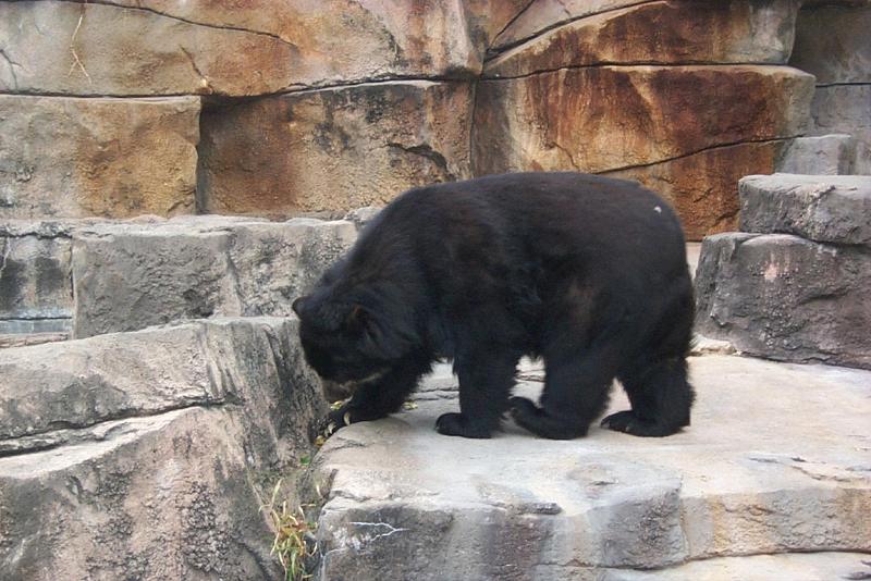 vila17-American Black Bear-by Joel Williams.jpg