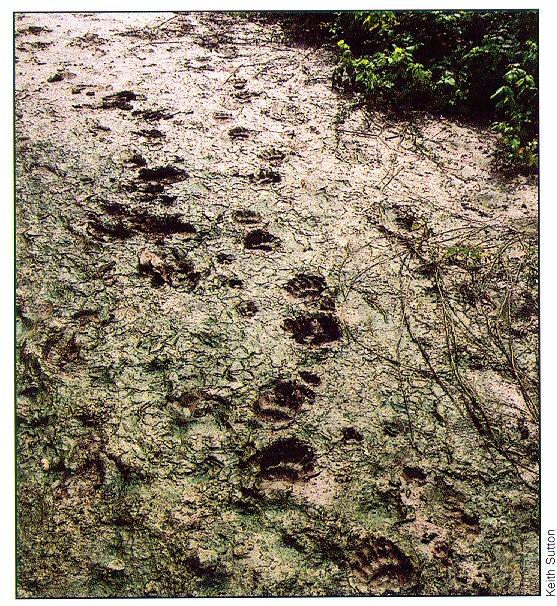 arwl303-bears tracks-footprints.jpg