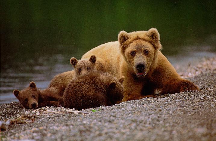 mom3babies-bear15.jpg