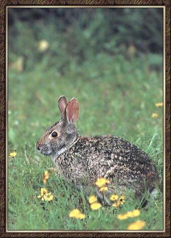 Swamp Rabbitt 01-In Spring Flower Field.jpg
