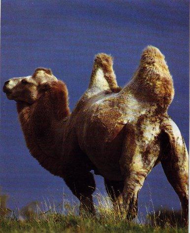 Bactrian Two-humped Camel 01.jpg