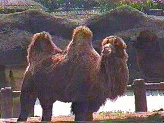 Bactrian Two-humped Camel-anim033.jpg