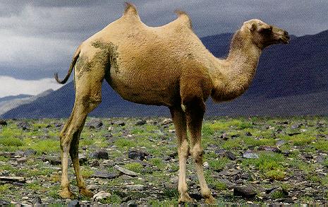 CAMEL1-Bactrian or Two-humped Camels.jpg