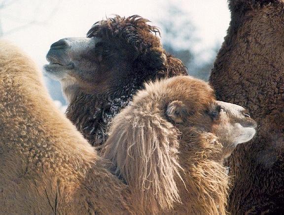 camels-sj.jpg