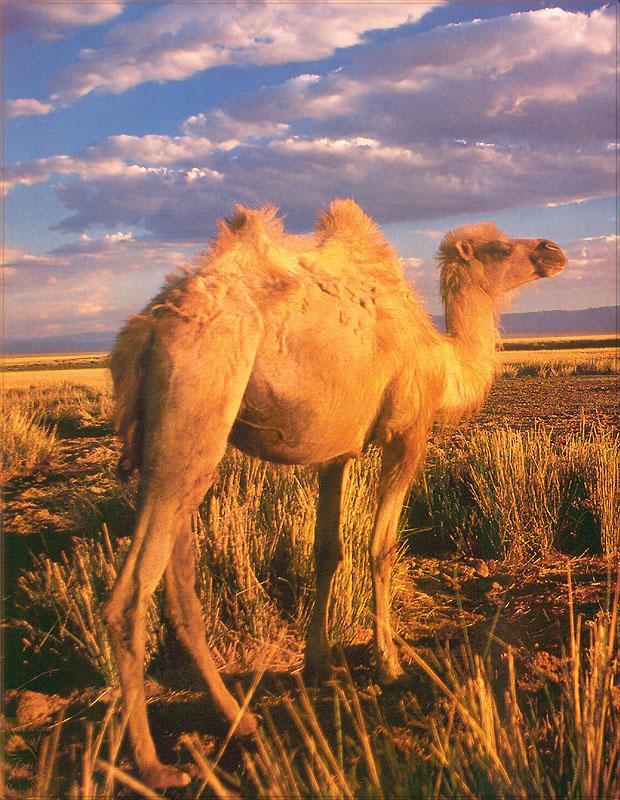 pr-jb015 Bactrian Camel-standing on savanna.jpg