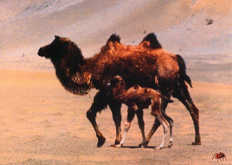 wild bactrian camel (camelus bactrianus).jpg