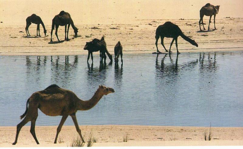 Camel Herd Oasis1.jpg