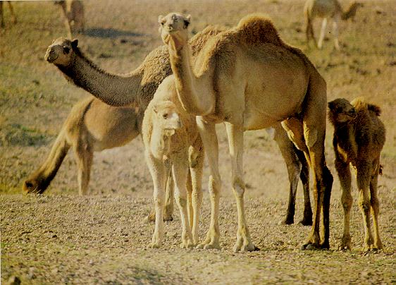 CAMEL6-Dromedary Camels.jpg
