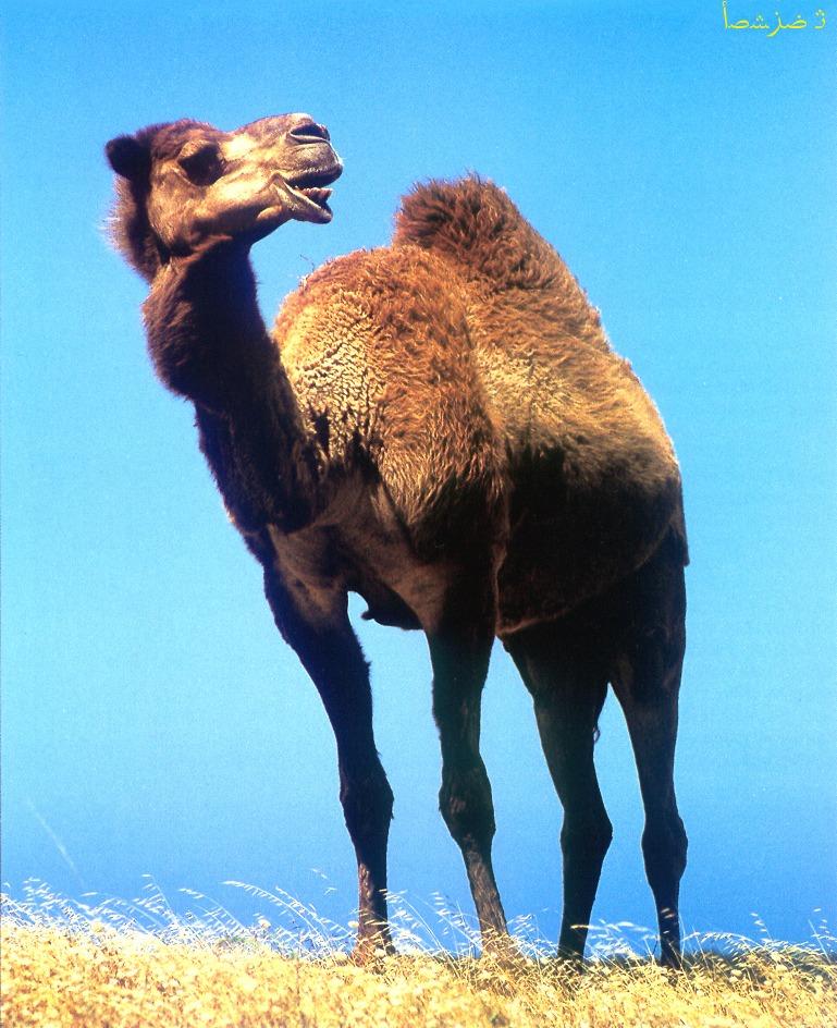 CQ - Camel-Dromedary Camel-closeup.jpg