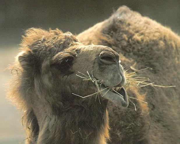 Dromedary Camel 1-Eating grass-Face Closeup.jpg