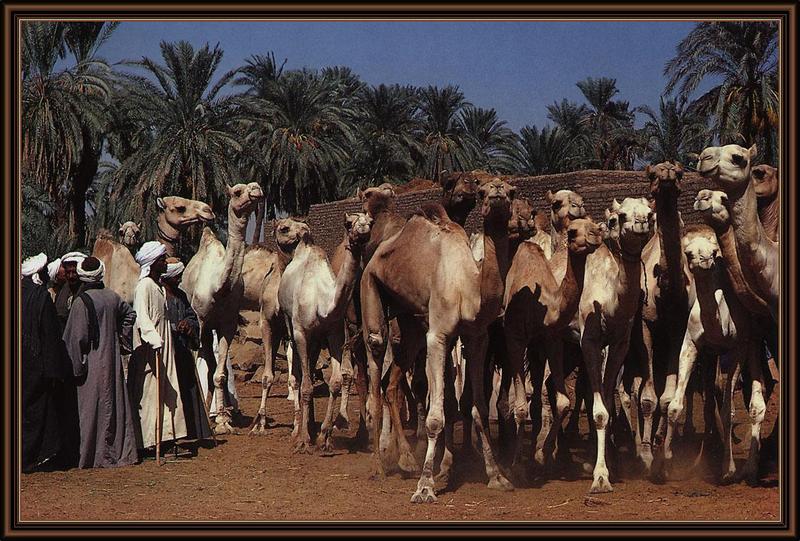 KsW-Camel Market-Egypt.jpg
