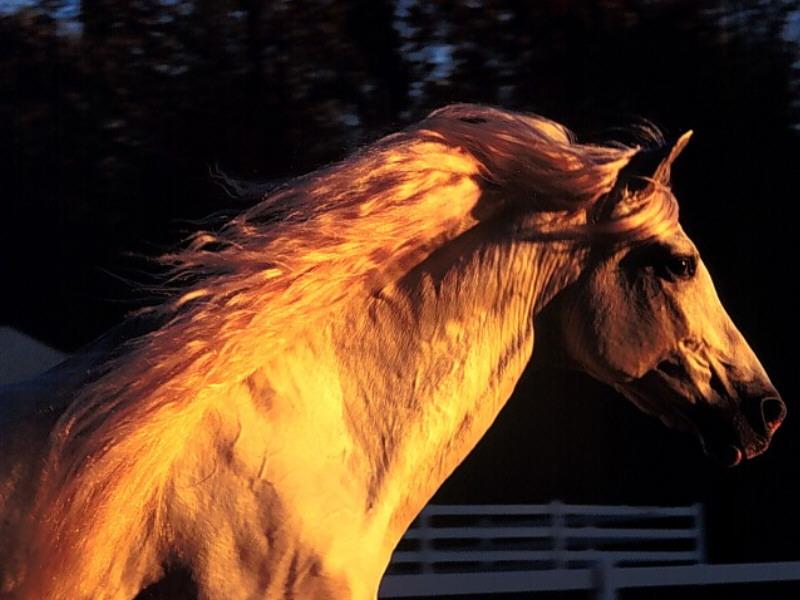 Andalusian Stallion.jpg